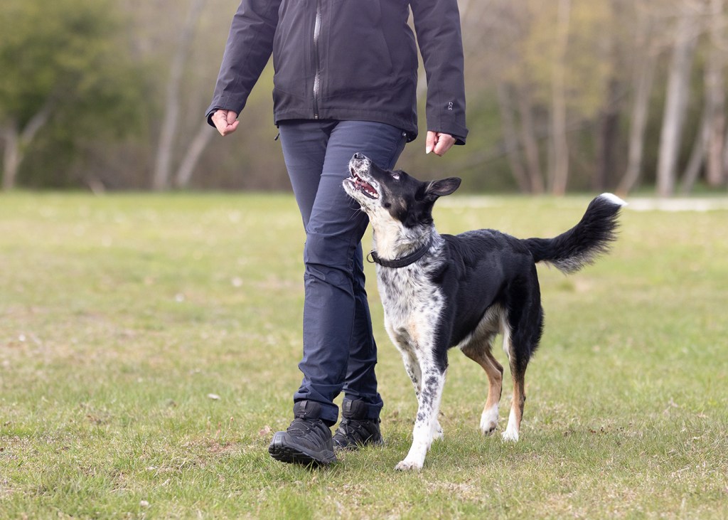 Most important skill in Rally&nbsp;Obedience